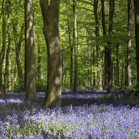 Buy canvas prints of Bluebell Carpet by Phil Wareham