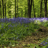 Buy canvas prints of Woodland Path by Phil Wareham