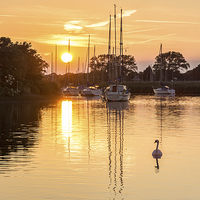 Buy canvas prints of Swan at Sunset by Phil Wareham
