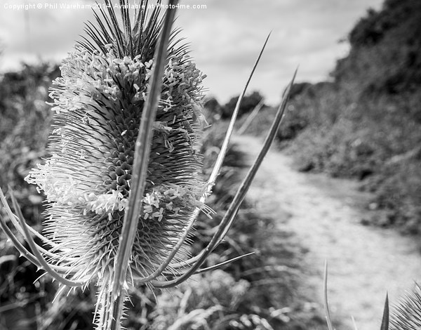  Teasel Picture Board by Phil Wareham