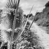 Buy canvas prints of  Teasel by Phil Wareham