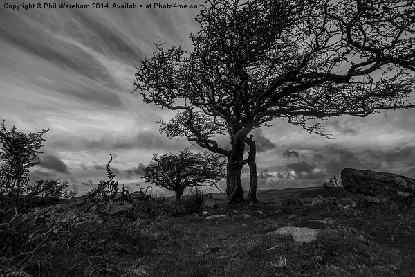  Dartmoor Tree Picture Board by Phil Wareham