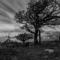 Buy canvas prints of  Dartmoor Tree by Phil Wareham