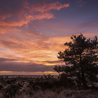 Buy canvas prints of  Sunrise over the heath by Phil Wareham