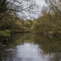 Buy canvas prints of  The Stour at Muscliffe by Phil Wareham