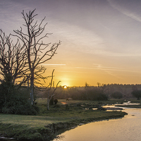 Buy canvas prints of  New Forest Sunrise by Phil Wareham