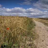 Buy canvas prints of  The Way through the Field by Phil Wareham