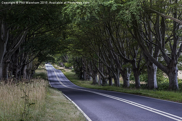  Beech Avenue in summer Picture Board by Phil Wareham
