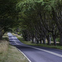Buy canvas prints of  Beech Avenue in summer by Phil Wareham