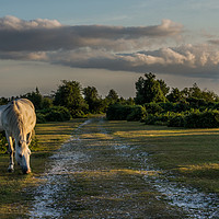 Buy canvas prints of White Ponies Grazing by Phil Wareham
