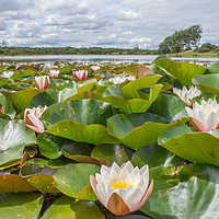 Buy canvas prints of Water Lilies by Phil Wareham