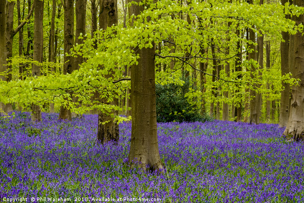 Beech and Bluebells Picture Board by Phil Wareham