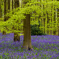Buy canvas prints of Beech and Bluebells by Phil Wareham