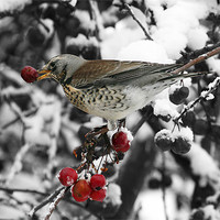 Buy canvas prints of Berry Feast For Fieldfare by Andrew Watson