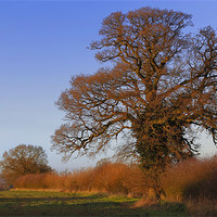 Buy canvas prints of January oak sunset by Andrew Watson