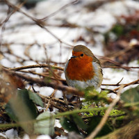 Buy canvas prints of Robin in the snowy copse by Andrew Watson