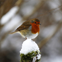 Buy canvas prints of Robin on snowy stump by Andrew Watson