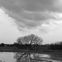 Buy canvas prints of Tree Reflection Under Black Cloud by Andrew Watson