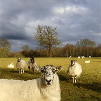 Buy canvas prints of Who Are Ewe Looking At? by Andrew Watson