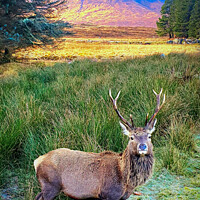 Buy canvas prints of Red deer stag in Glencoe by Jack Byers