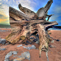 Buy canvas prints of Driftwood by Jack Byers