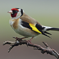 Buy canvas prints of Goldfinch on branch. by Jack Byers