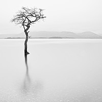 Buy canvas prints of Lonley Tree by Jack Byers