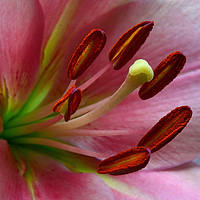 Buy canvas prints of Pink Lillies by Jack Byers