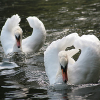 Buy canvas prints of 2 swans on a lake by joe cliffe