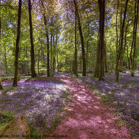 Buy canvas prints of Bluebell Woods Ballaglass Glen by Julie  Chambers