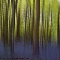 Buy canvas prints of Bluebell Woods by Julie  Chambers