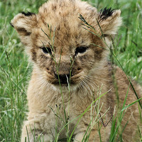 Buy canvas prints of Lion Cub by helene duerden