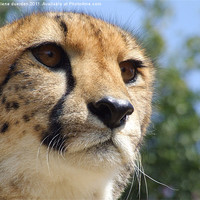Buy canvas prints of Cheetah Stare by helene duerden