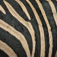 Buy canvas prints of Zebra Stripes by helene duerden