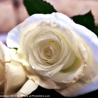 Buy canvas prints of White Rose by helene duerden