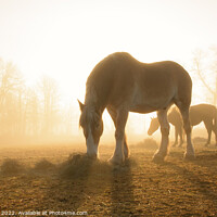 Buy canvas prints of Belgian draft at foggy sunrise by Sari ONeal