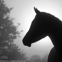 Buy canvas prints of Arabian horse silhouette by Sari ONeal