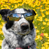 Buy canvas prints of Coolest Dog by Sari ONeal