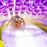 Buy canvas prints of Adorable Peppered Jumper sitting on a Purple Passi by Sari ONeal