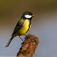 Buy canvas prints of Great Tit On Perch by Donald Parsons