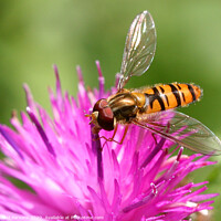 Buy canvas prints of Marmalade Hoverfly by Donald Parsons