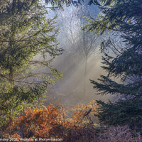 Buy canvas prints of Late Winter Sunbeams by David Tinsley
