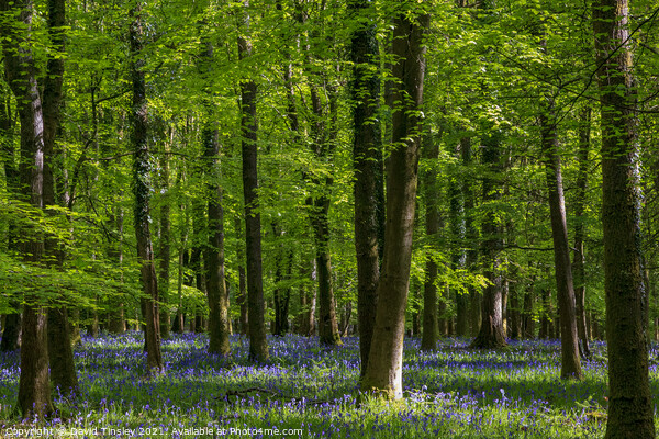 Bluebells at Speculation Picture Board by David Tinsley