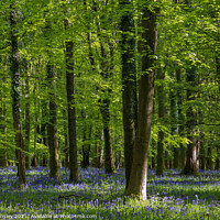 Buy canvas prints of Bluebells at Speculation by David Tinsley