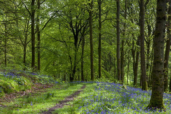 Woodland Bluebells Picture Board by David Tinsley