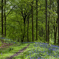 Buy canvas prints of Woodland Bluebells by David Tinsley
