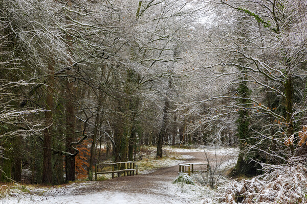 A Winter Walk Picture Board by David Tinsley