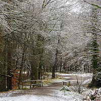 Buy canvas prints of A Winter Walk by David Tinsley