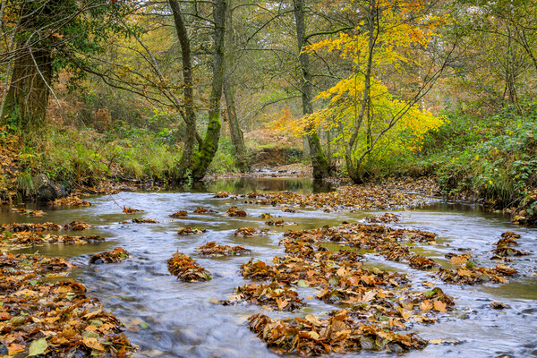 Autumn  Brook Picture Board by David Tinsley