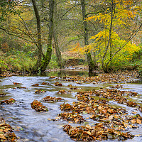 Buy canvas prints of Autumn  Brook by David Tinsley